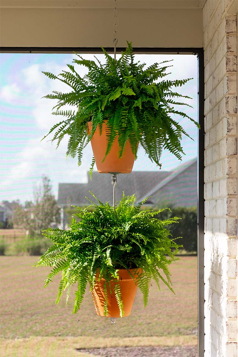 fern plant hanger SkyPots - Pot Hanger for Plants - Connectable Hanging Planter Kit - Pot not Included