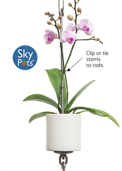 SkyPots arrangement with orchid. Shows how to clip or tie orchid stems to rods.